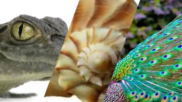 Nature Shapes Mixtape