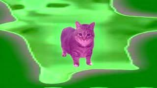 Oiia Happy Happy Cat Sound Variations In 36 Seconds❗