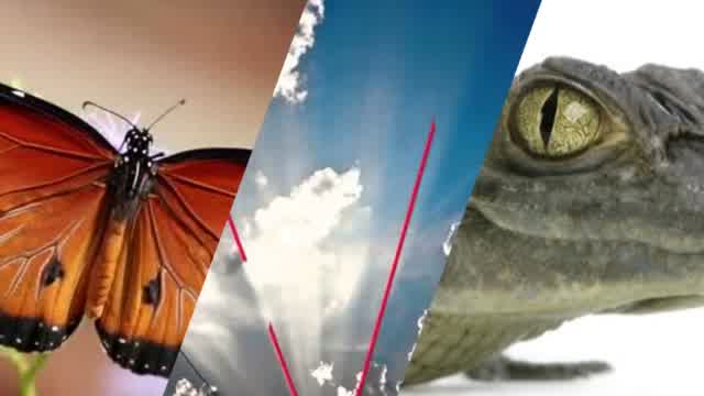 Nature Shapes Mixtape